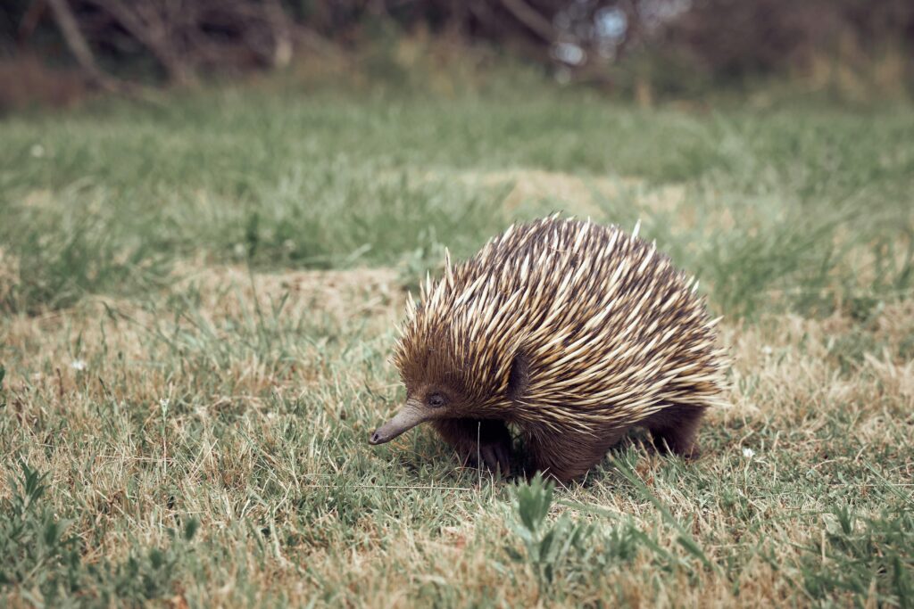 Close-up of an echidna exploring a grassy field in Manly, Australia.